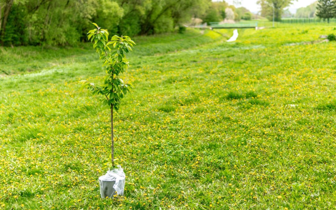 Planting a Tree in Five Simple Steps
