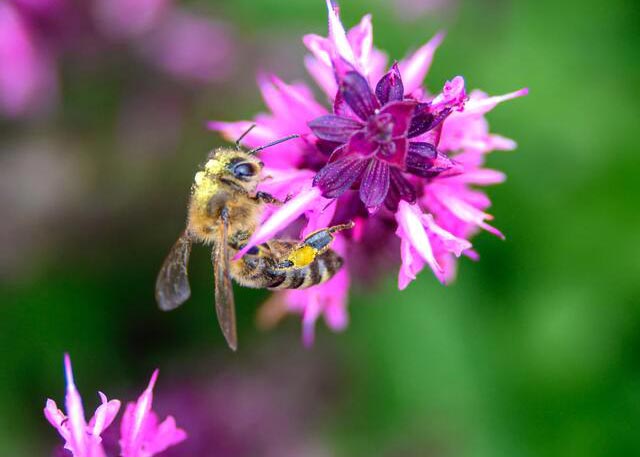 Bee Nice… Plant a Bee Garden!