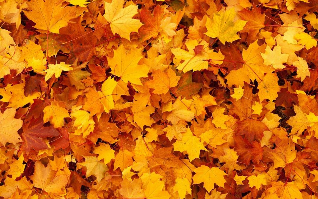 Fall Clean-up Tips: Why Leaves Change