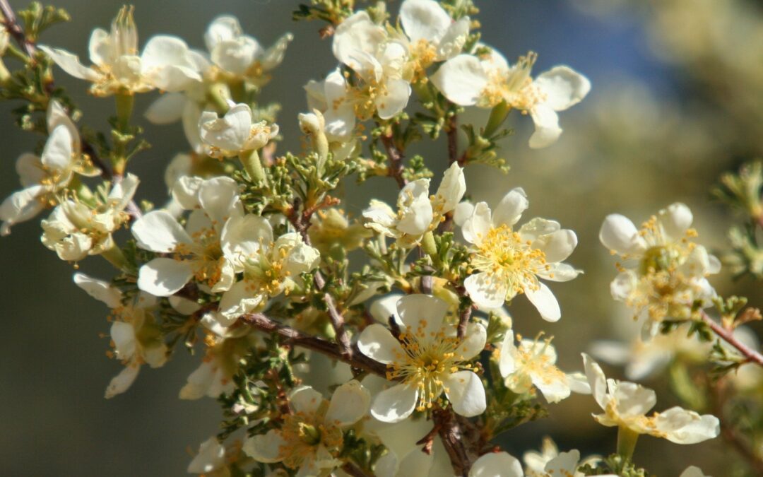 8 Low Maintenance and Beautiful Shrubs You Need on Your Utah Property